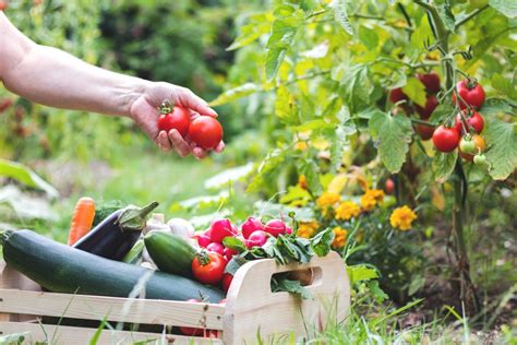 Your Edible Garden: Grow Your Own Food From Seed - A Journey into Culinary Self-Sufficiency and Horticultural Harmony!